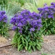 Саджанці Кампанули Вондер Блу (Campanula Wonder Blue) P9 - зображення 1