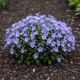 Саджанці Кампанули Вондер Блу (Campanula Wonder Blue) P9 - зображення 2