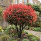 Саджанці Фотінії Фразера Red Robin (Photinia fraseri Red Robin) Р9 - зображення 2