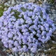 Саджанці Флокса шилоподібного Емеральд Кюшон Блю (Phlox subulata Emerald Cushion Blue) Р9 - зображення 1