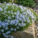 Саджанці Флокса шилоподібного Емеральд Кюшон Блю (Phlox subulata Emerald Cushion Blue) Р9 - зображення 2