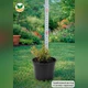 Саджанці Флокса шилоподібного Емеральд Кюшон Блю (Phlox subulata Emerald Cushion Blue) Р9 - зображення 3