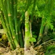 Саджанці Спаржі делікатесної (Asparagus officinalis 'Delikatessen') Р9 - изображение 1