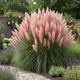 Саджанці Кортадерії рожевої (Cortaderia selloana) Р9 - изображение 1