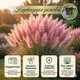 Саджанці Кортадерії рожевої (Cortaderia selloana) Р9 - изображение 2
