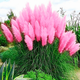 Саджанці Кортадерії рожевої (Cortaderia selloana) Р9 - изображение 6