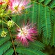 Саджанці Альбіції ленкоранської або ленкоранська акація (Albizia julibrissin) - изображение 2