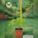 Саджанці Альбіції ленкоранської або ленкоранська акація (Albizia julibrissin) - изображение 3