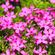 Саджанці Флокса шилоподібного Дрюмонд Пінк (Phlox subulata Drummond Pink) Р9 - зображення 2