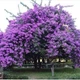 Саджанці Павловнії або Адамове дерево (Paulownia) Р9 - изображение 5