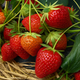 Саджанці клубниці в касеті Шарлотта (Charlotte Strawberry) - ремонтантна, врожайна, морозостійка (в касеті) + Подарок - зображення 1