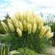 Саджанці Кортадерії білої (Cortaderia selloana) Р9 - изображение 6