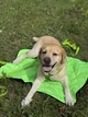 Водостійкий повідець для собак WAUDOG WATERPROOF, карабін із високоміцного алюмінієвого сплаву 122 см 15 мм Салатовий (27315) - зображення 9