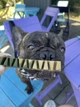 Ласощі для собак WAUDOG Treats Dental Паличка для чистки зубів з м'ятою і розмарином, 105 г (4431) - зображення 7