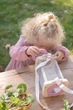 Pojemnik do obserwacji owadów Little Dutch Fairy Garden FSC (LD9135) (8713291891357) - obraz 9