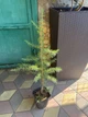 Кедр ліванський - изображение 2