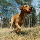 Іграшка для собак Non-Stop Dogwear Throwing Toy Помаранчево-чорна One Size (7071652081009) - зображення 3