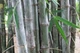 Насіння залізний бамбук, гігантський бамбук, Dendrocalamus strictus 10 шт./пач. - зображення 2