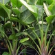 Насіння Стреліція Миколи, Strelitzia nicolai 3 шт/уп - зображення 2