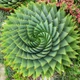 Насіння Спіральне алое, Aloe polyphylla 3 шт/уп - зображення 2