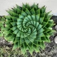 Насіння Спіральне алое, Aloe polyphylla 3 шт/уп - зображення 3