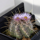 Насіння Телокактус Лауссера, Thelocactus lausseri 5 шт/уп - зображення 2