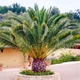 Семена Финиковая пальма канарская, Phoenix canariensis 5 шт/уп - изображение 1