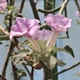 Семена Ункарина звездчатая, Uncarina stellulifera 2 шт/уп - изображение 4
