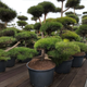 Семена Сосна чёрная, Pinus nigra 10 шт/уп - изображение 2