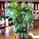 Семена Шеффлера древовидная, Schefflera arboricola 5 шт/уп - изображение 5
