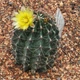 Семена Телокактус Сетиспинус, Thelocactus setispinus 5 шт/уп - изображение 2