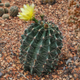Семена Телокактус Сетиспинус, Thelocactus setispinus 5 шт/уп - изображение 3
