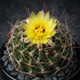 Семена Телокактус Сетиспинус, Thelocactus setispinus 5 шт/уп - изображение 4