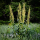 Насіння Щавель кінський, Rumex confertus 20 шт/уп - зображення 3