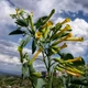 Семена Табак древовидный, Nicotiana glauca 20 шт/уп - изображение 3