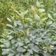 Семена Табак древовидный, Nicotiana glauca 20 шт/уп - изображение 4