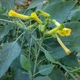 Семена Табак древовидный, Nicotiana glauca 20 шт/уп - изображение 5