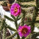 Семена Цилиндропунция черепитчатая (морозостойкая), Cylindropuntia imbricata 10 шт/уп - изображение 1