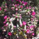 Семена Цилиндропунция черепитчатая (морозостойкая), Cylindropuntia imbricata 10 шт/уп - изображение 5