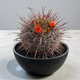 Семена Ферокактус Вислизена "Айоэнзис", Ferocactus wislizeni subsp. ajoensis 5 шт/уп - изображение 4