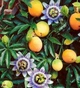 Семена Сладкая гранадила, Passiflora ligularis 5 шт/уп - изображение 2
