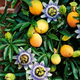 Семена Сладкая гранадила, Passiflora ligularis 5 шт/уп - изображение 4