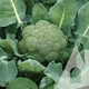 Капуста брокколи Калабрезе, 0,5 г, Садиба - изображение 3