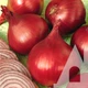 Лук репчатый Ред барон, 200 шт., СЦ - изображение 2