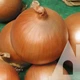 Лук репчатый Падишах, 1 г, Традиция - изображение 2