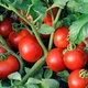 Томат Ольга F1, 15 шт., СЦ - изображение 2