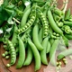 Горох цукровий Шуга Бон, 100 г, Садиба - зображення 3