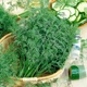 Укроп Амброзия, 10 г, Садиба - изображение 3