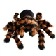 М'яка іграшка Mikamax Giant Tarantula 1265202 85 см (8721154050049) - зображення 2