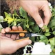 Ножницы Fiskars Solid Micro-Tip SP13 для растений и цветов - изображение 5